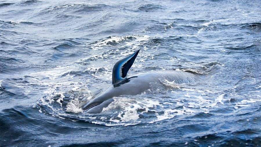 На берег Австралии выбросилась сотня дельфинов. Почему подобные случаи повторяются из года в год?